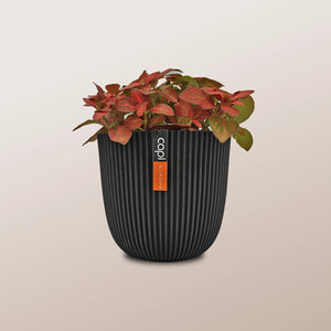 Nerve Plant (Fittonia albivenis) Mixed Colors | 10 - 15 cm - Acacia Garden Center