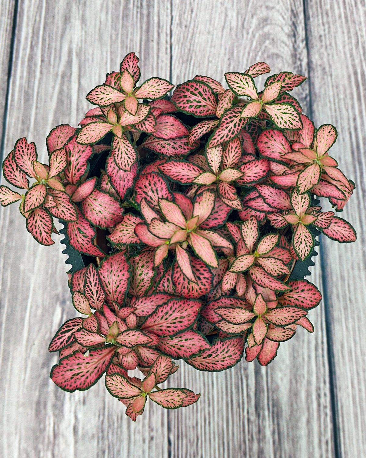 Nerve Plant (Fittonia albivenis) Mixed Colors | 10 - 15 cm - Acacia Garden Center