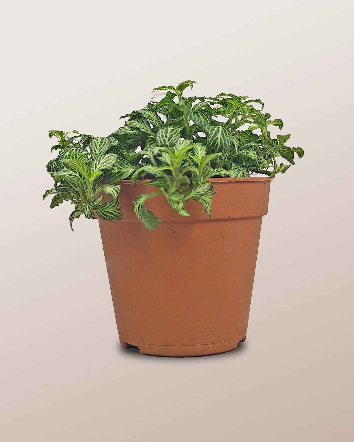Nerve Plant (Fittonia albivenis) Mixed Colors | 10 - 15 cm - Acacia Garden Center