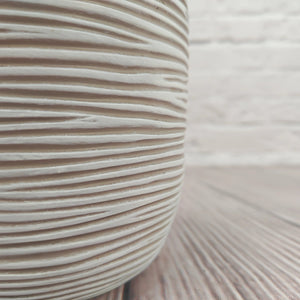 Nerve Plant (Fittonia albivenis) Mixed Colors | 10 - 15 cm - Acacia Garden Center