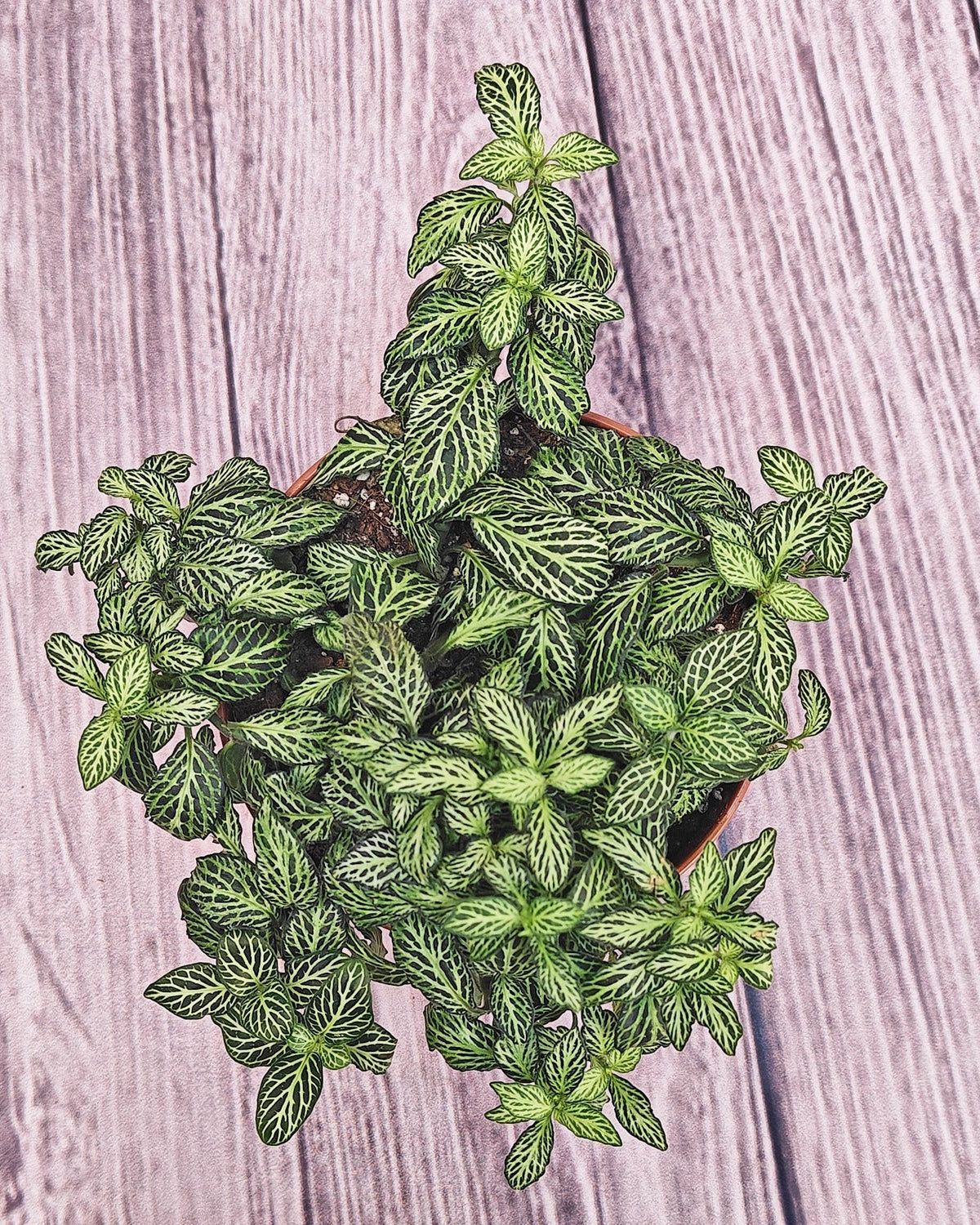 Nerve Plant (Fittonia albivenis) Mixed Colors | 10 - 15 cm - Acacia Garden Center