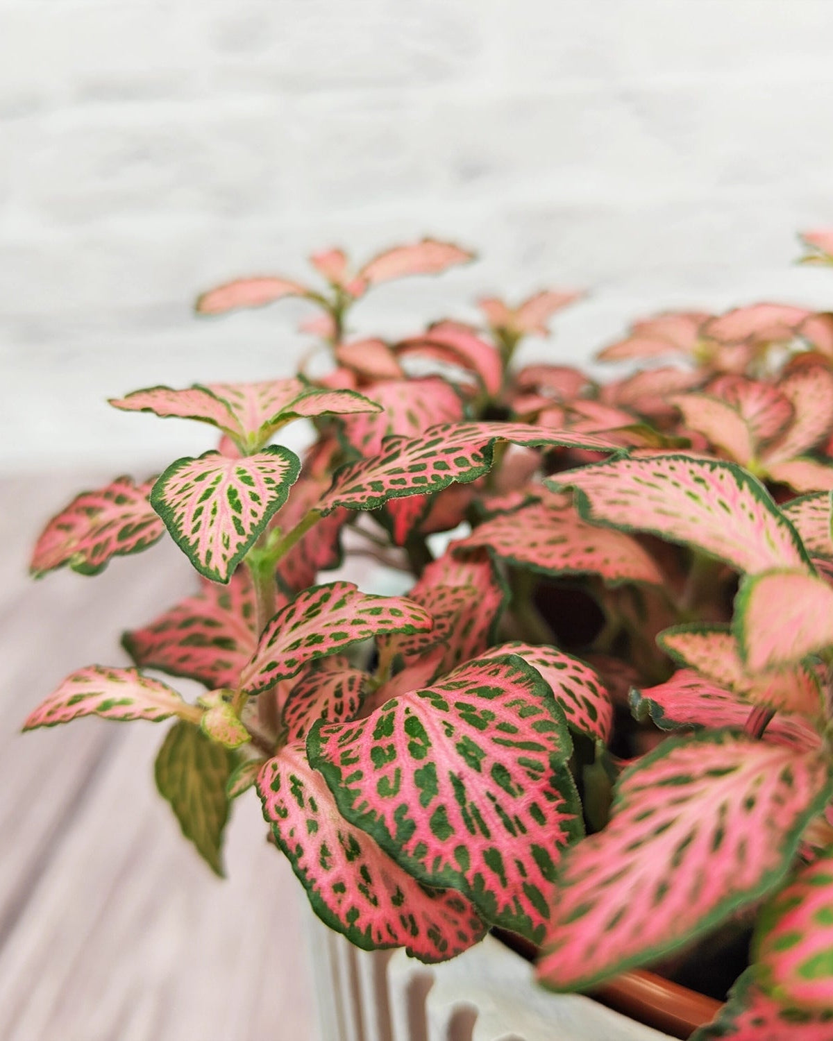 Nerve Plant (Fittonia albivenis) Mixed Colors | 10 - 15 cm - Acacia Garden Center