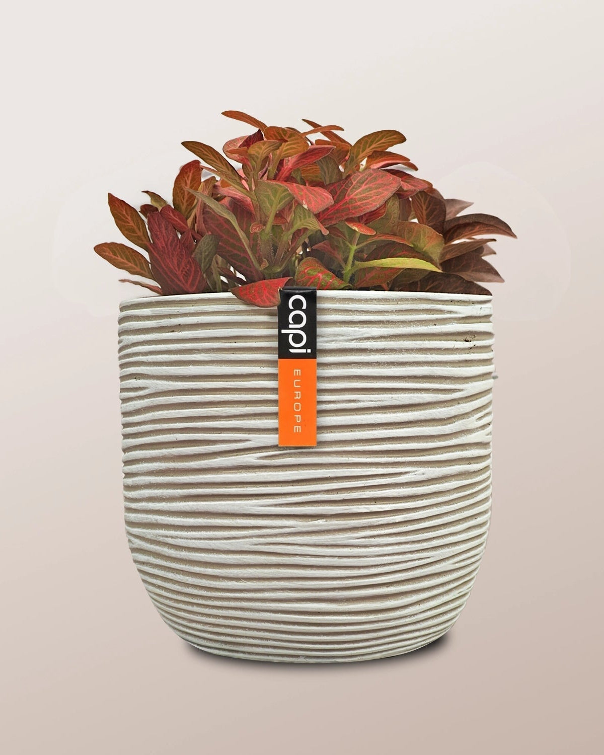 Nerve Plant (Fittonia albivenis) Mixed Colors | 10 - 15 cm - Acacia Garden Center