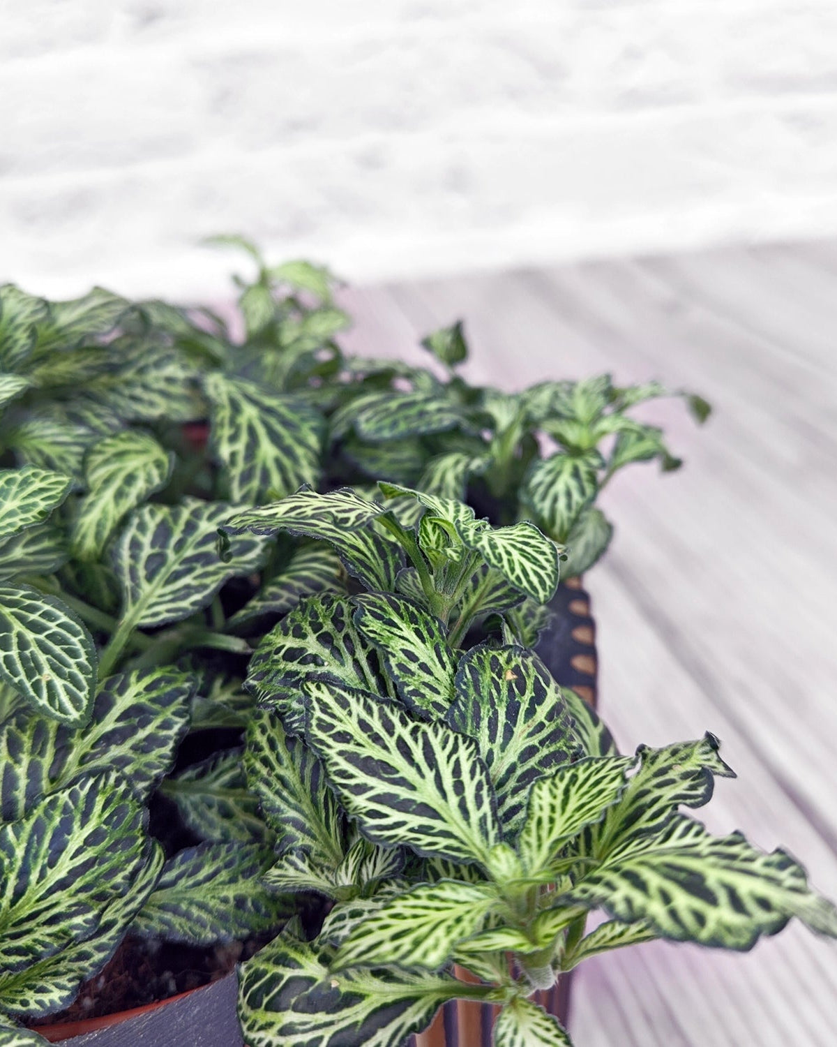 Nerve Plant (Fittonia albivenis) Mixed Colors | 10 - 15 cm - Acacia Garden Center