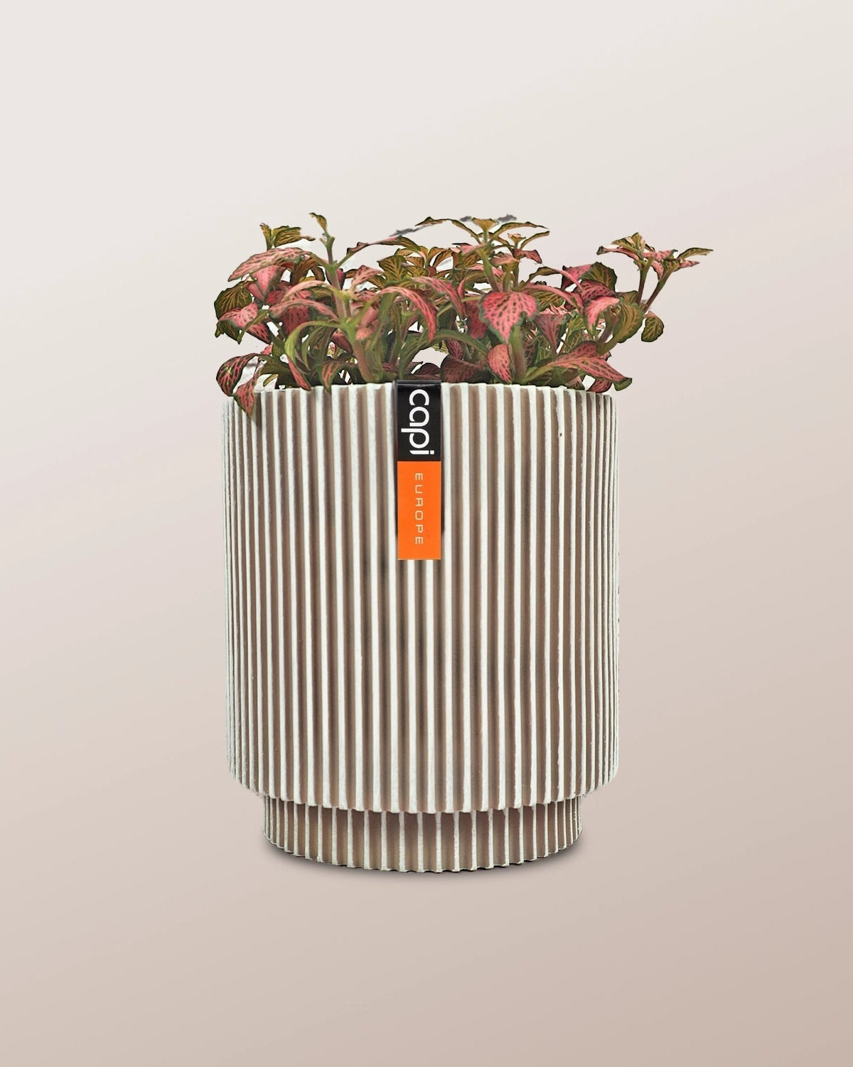 Nerve Plant (Fittonia albivenis) Mixed Colors | 10 - 15 cm - Acacia Garden Center