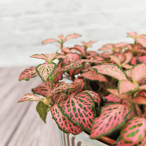 Nerve Plant (Fittonia albivenis) Mixed Colors | 10 - 15 cm - Acacia Garden Center