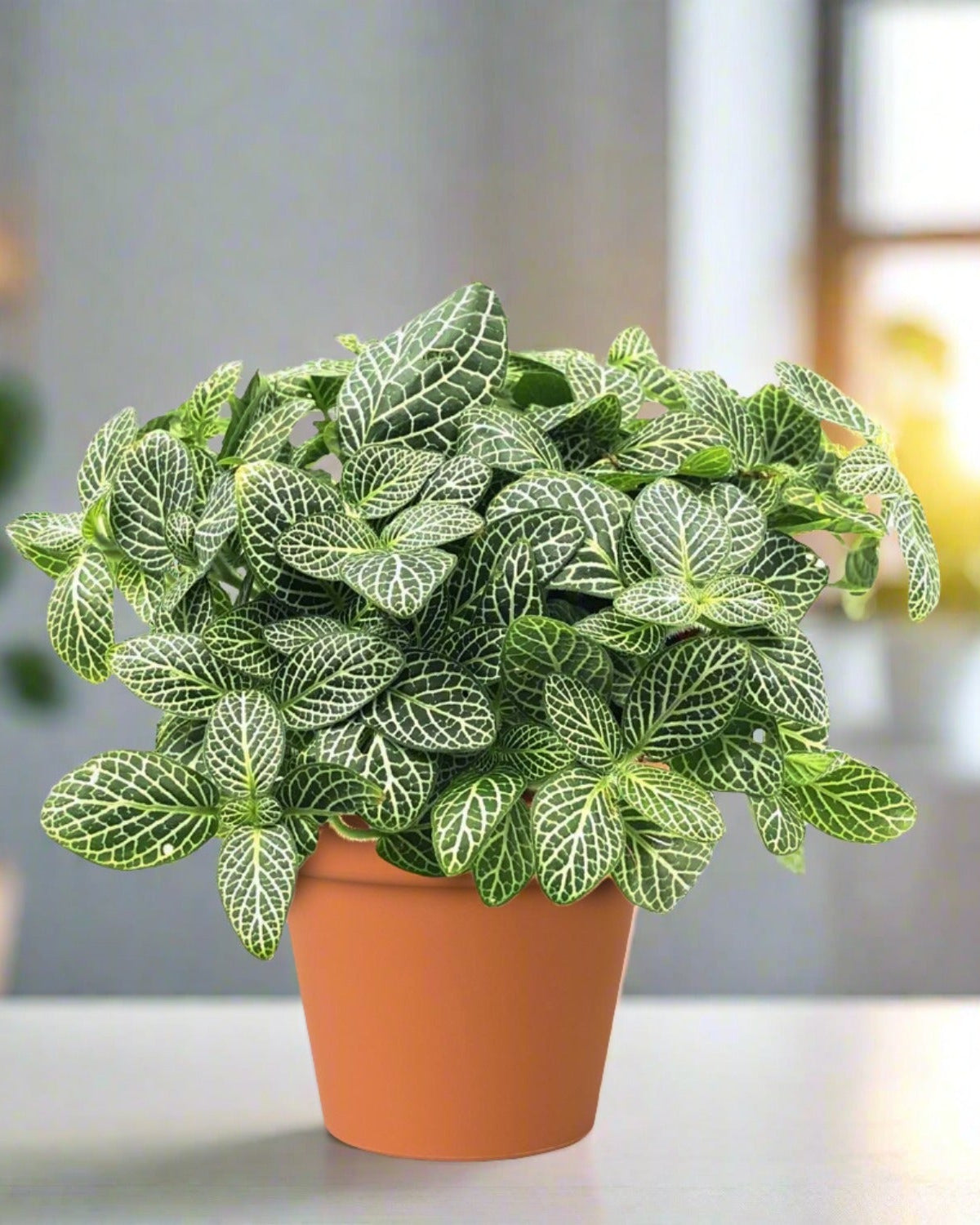 Nerve Plant (Fittonia albivenis) Mixed Colors | 10 - 15 cm - Acacia Garden Center