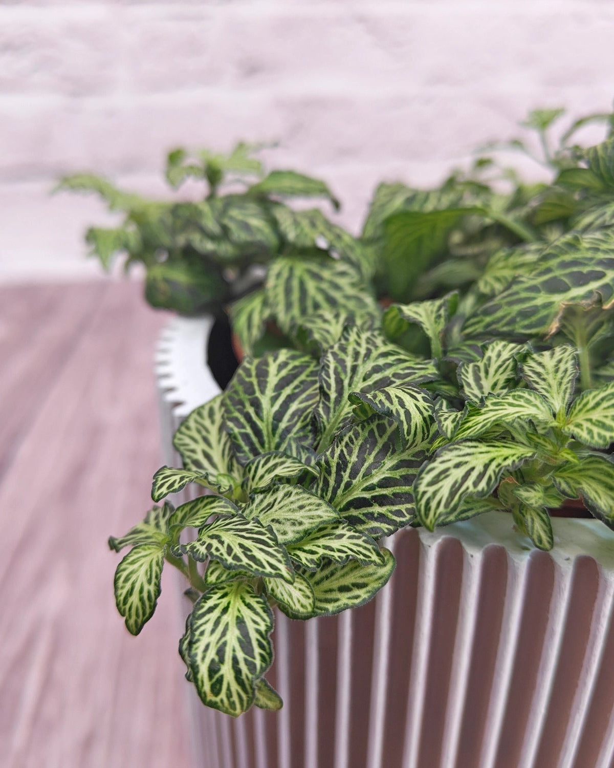 Nerve Plant (Fittonia albivenis) Mixed Colors | 10 - 15 cm - Acacia Garden Center