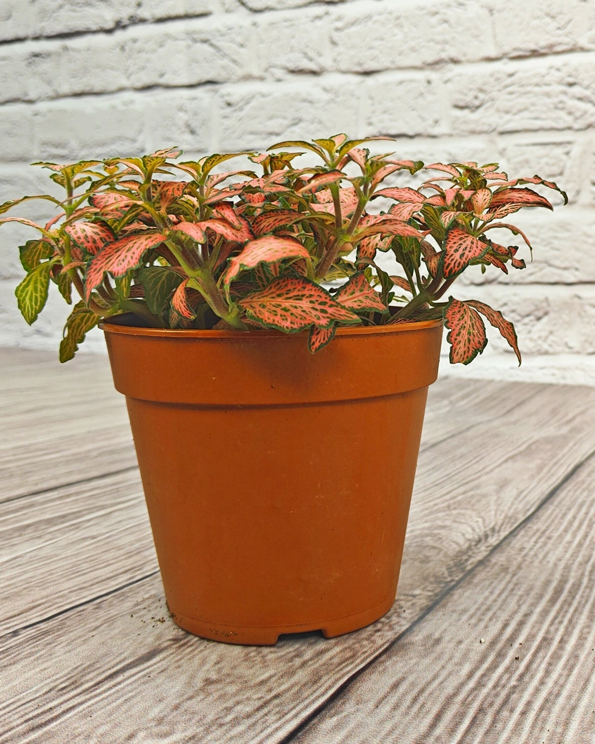 Nerve Plant (Fittonia albivenis) Mixed Colors | 10 - 15 cm - Acacia Garden Center