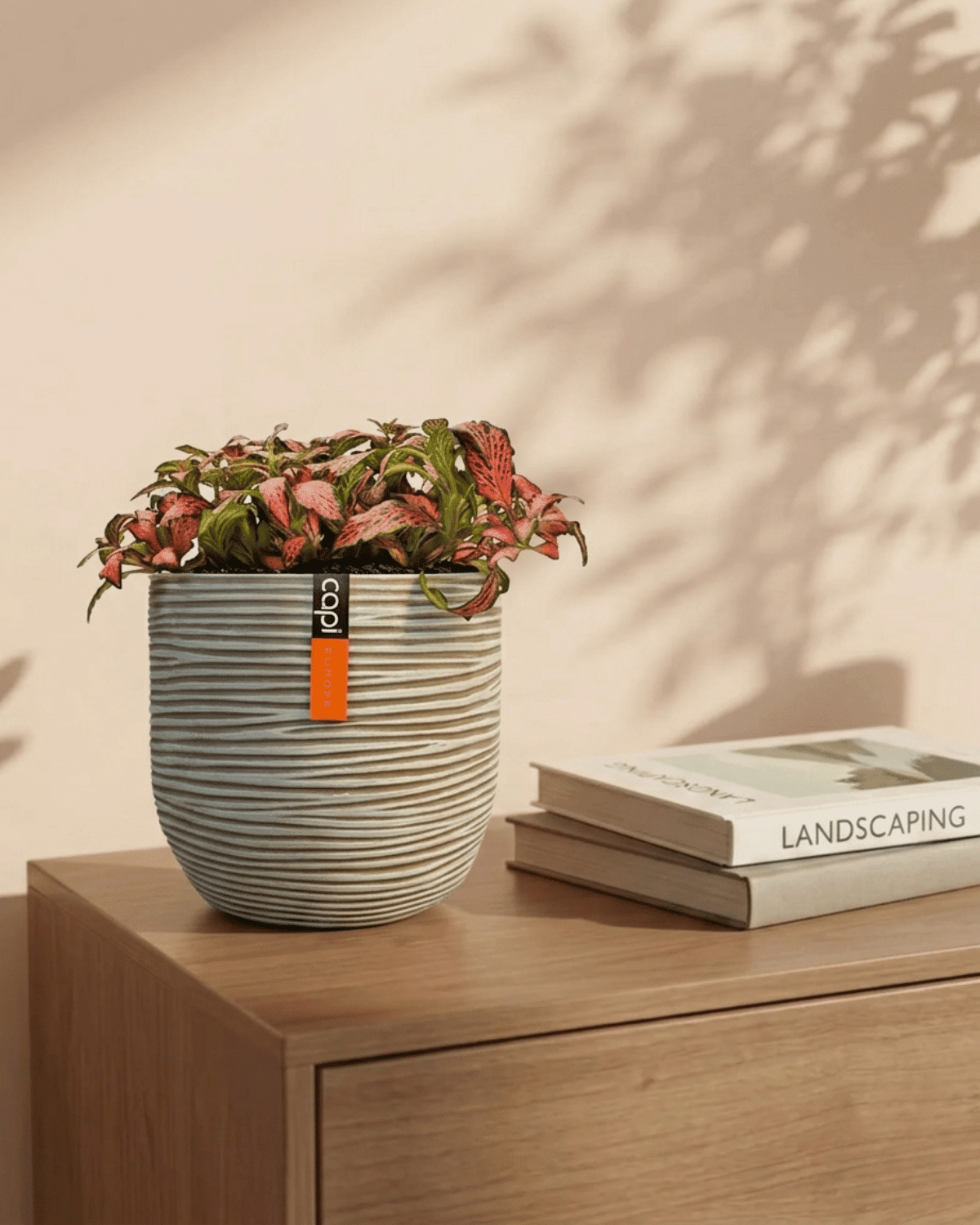 Nerve Plant (Fittonia albivenis) Mixed Colors | 10 - 15 cm - Acacia Garden Center