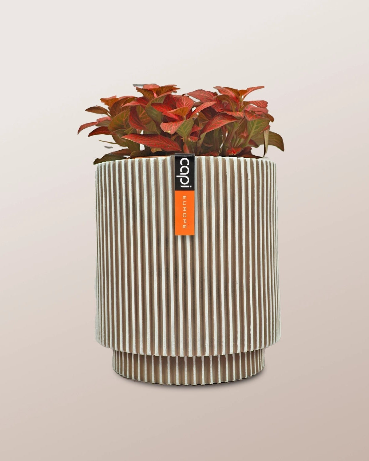 Nerve Plant (Fittonia albivenis) Mixed Colors | 10 - 15 cm - Acacia Garden Center