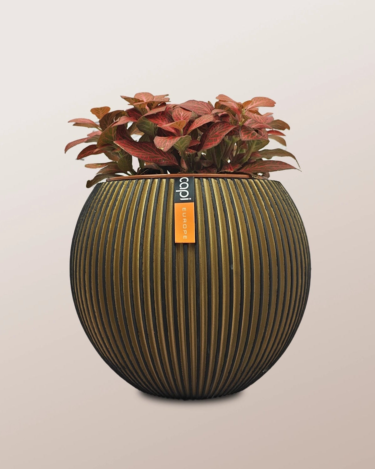 Nerve Plant (Fittonia albivenis) Mixed Colors | 10 - 15 cm - Acacia Garden Center