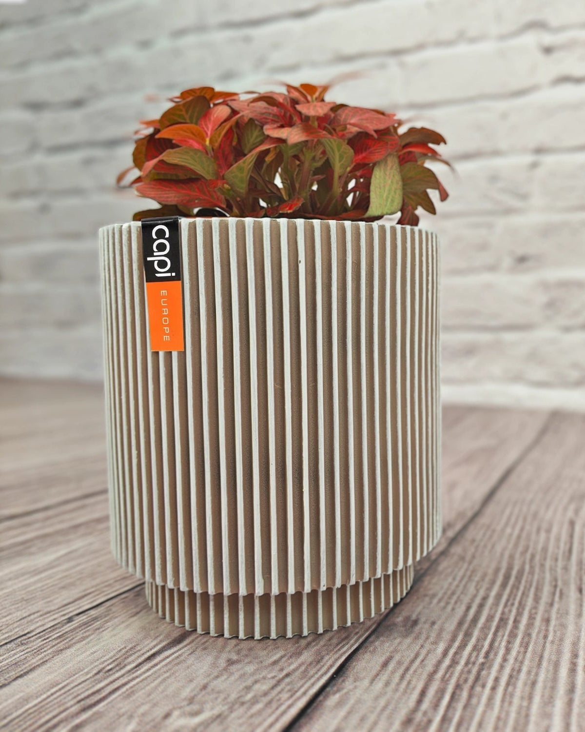 Nerve Plant (Fittonia albivenis) Mixed Colors | 10 - 15 cm - Acacia Garden Center