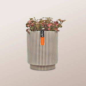 Nerve Plant (Fittonia albivenis) Mixed Colors | 10 - 15 cm - Acacia Garden Center