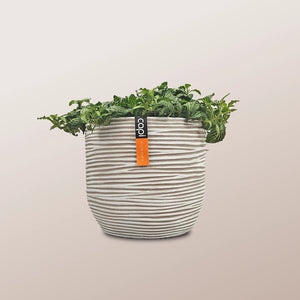 Nerve Plant (Fittonia albivenis) Mixed Colors | 10 - 15 cm - Acacia Garden Center