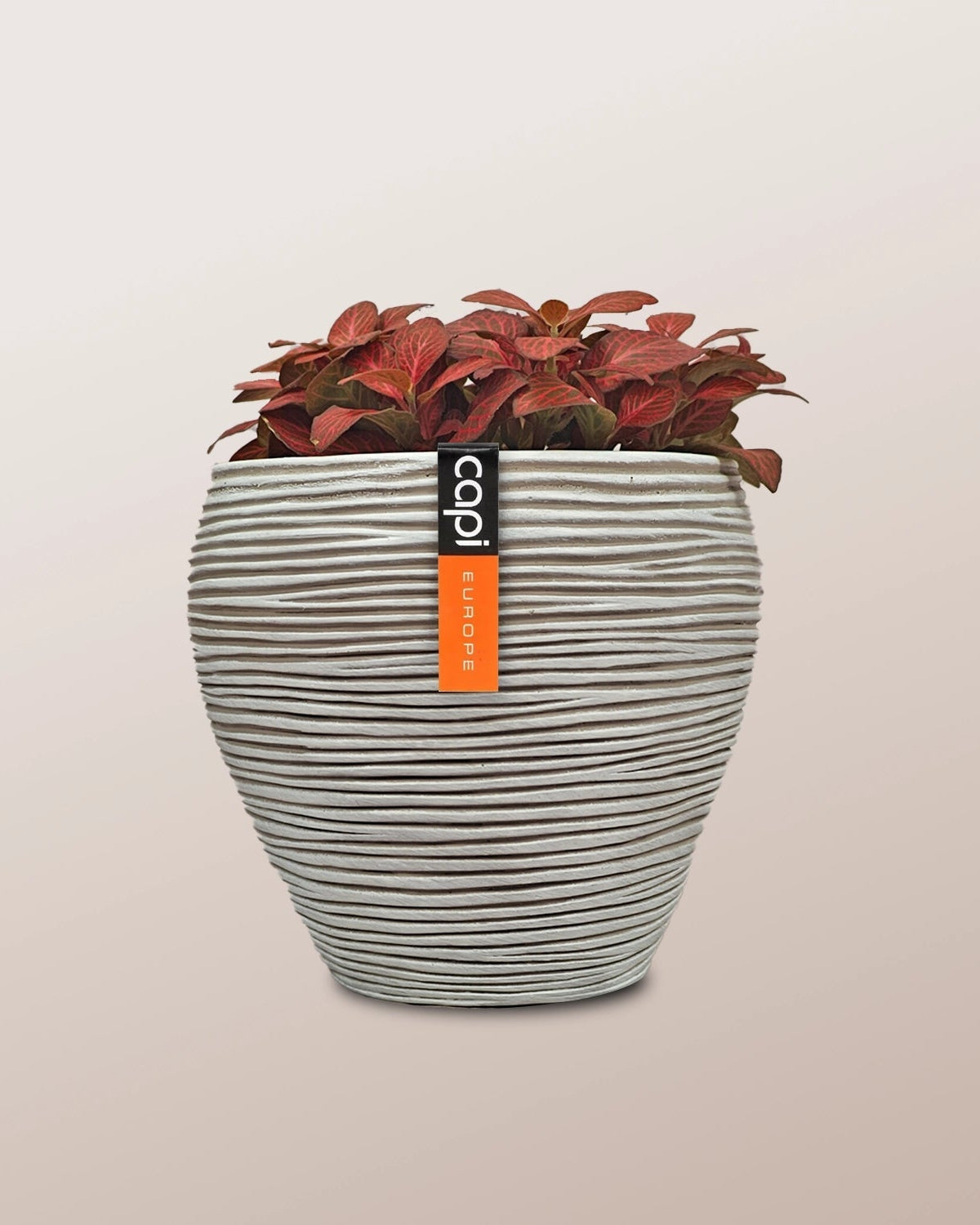 Nerve Plant (Fittonia albivenis) Mixed Colors | 10 - 15 cm - Acacia Garden Center