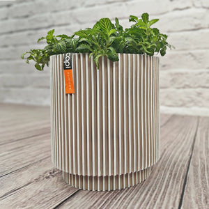 Nerve Plant (Fittonia albivenis) Mixed Colors | 10 - 15 cm - Acacia Garden Center