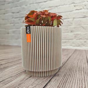 Nerve Plant (Fittonia albivenis) Mixed Colors | 10 - 15 cm - Acacia Garden Center