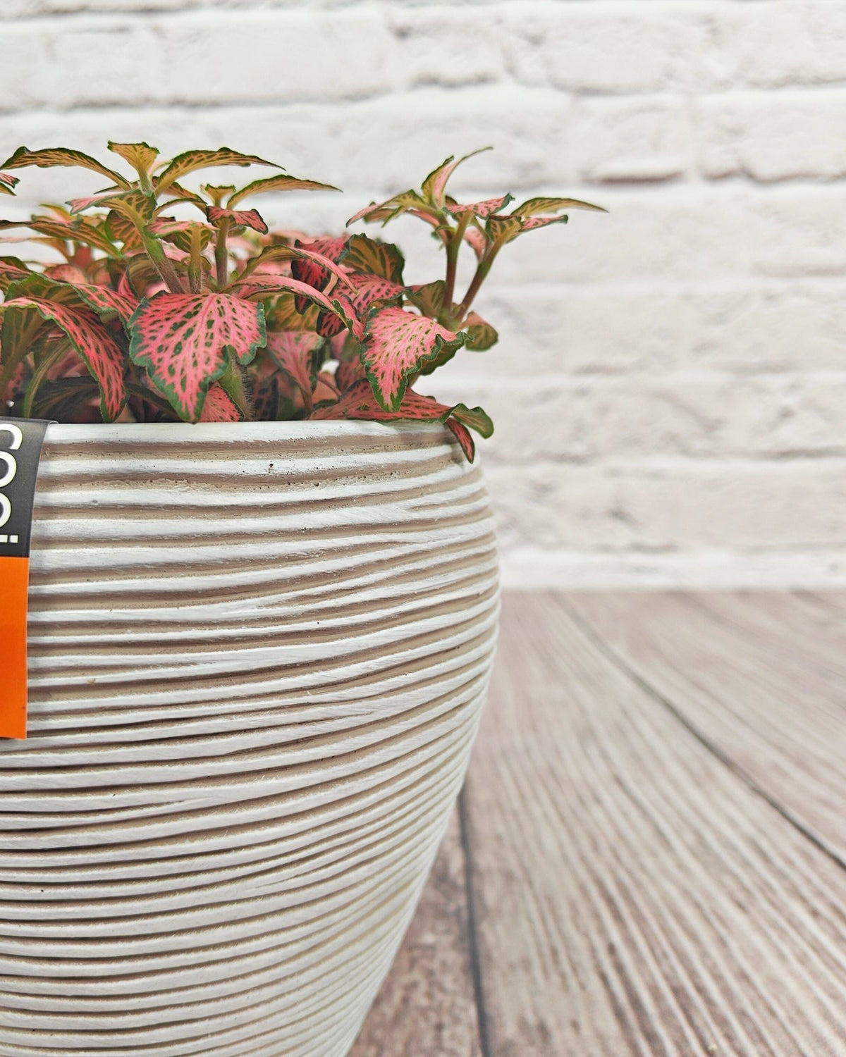 Nerve Plant (Fittonia albivenis) Mixed Colors | 10 - 15 cm - Acacia Garden Center
