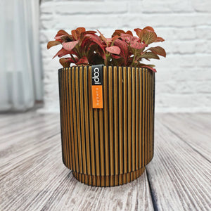 Nerve Plant (Fittonia albivenis) Mixed Colors | 10 - 15 cm - Acacia Garden Center