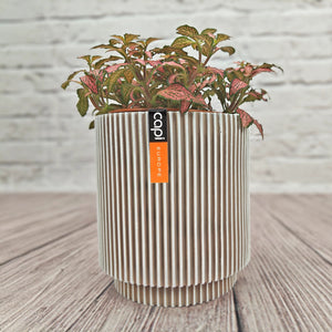 Nerve Plant (Fittonia albivenis) Mixed Colors | 10 - 15 cm - Acacia Garden Center