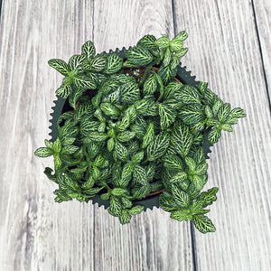 Nerve Plant (Fittonia albivenis) Mixed Colors | 10 - 15 cm - Acacia Garden Center