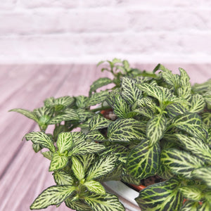 Nerve Plant (Fittonia albivenis) Mixed Colors | 10 - 15 cm - Acacia Garden Center