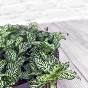 Nerve Plant (Fittonia albivenis) Mixed Colors | 10 - 15 cm - Acacia Garden Center