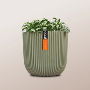 Nerve Plant (Fittonia albivenis) Mixed Colors | 10 - 15 cm - Acacia Garden Center