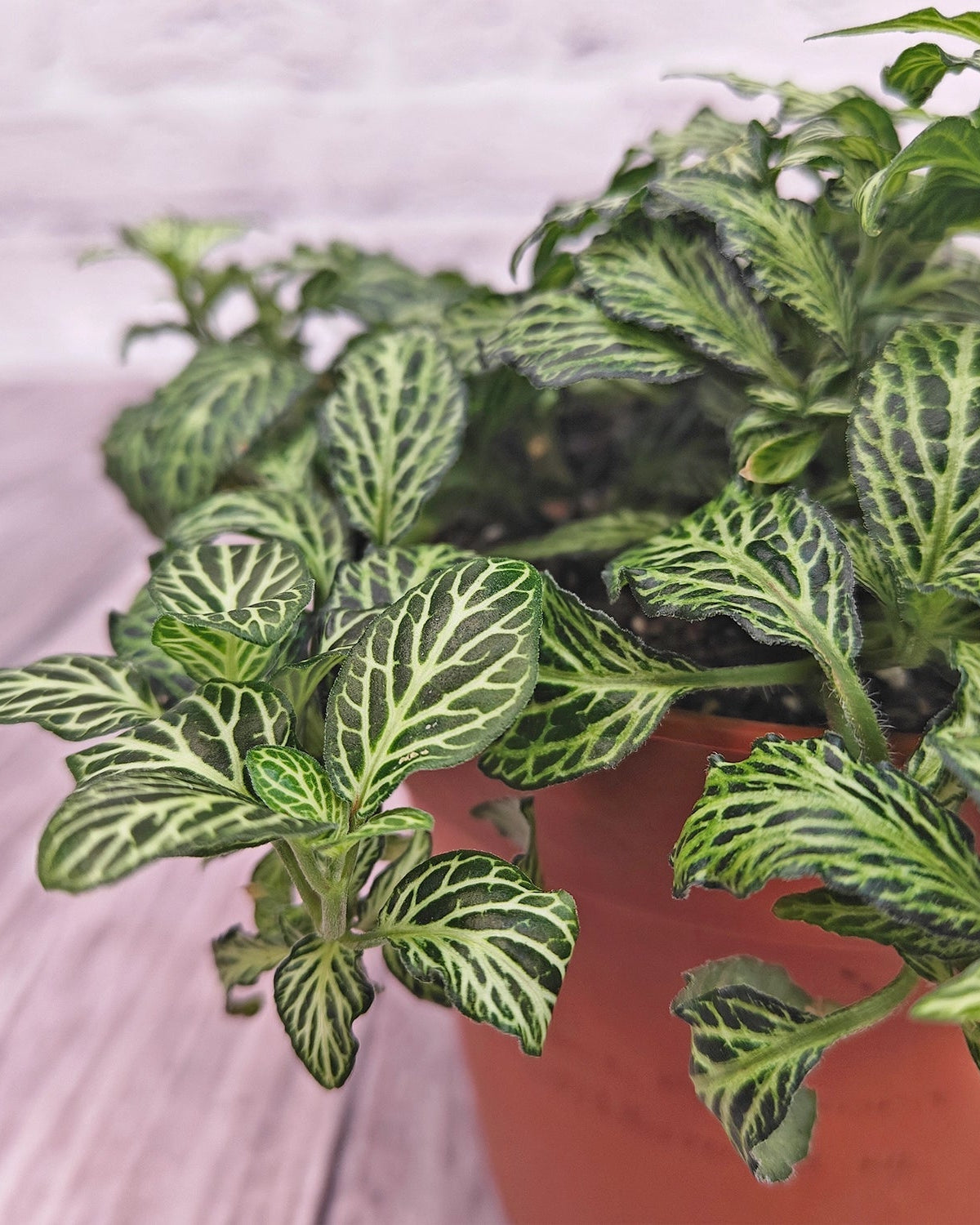 Nerve Plant (Fittonia albivenis) Mixed Colors | 10 - 15 cm - Acacia Garden Center