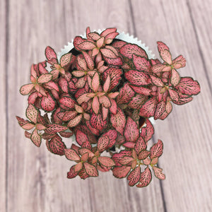 Nerve Plant (Fittonia albivenis) Mixed Colors | 10 - 15 cm - Acacia Garden Center