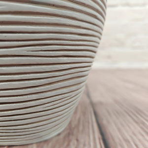 Nerve Plant (Fittonia albivenis) Mixed Colors | 10 - 15 cm - Acacia Garden Center