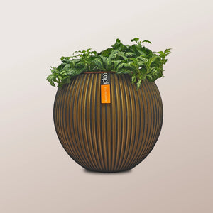 Nerve Plant (Fittonia albivenis) Mixed Colors | 10 - 15 cm - Acacia Garden Center