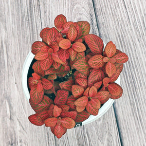 Nerve Plant (Fittonia albivenis) Mixed Colors | 10 - 15 cm - Acacia Garden Center