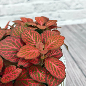Nerve Plant (Fittonia albivenis) Mixed Colors | 10 - 15 cm - Acacia Garden Center