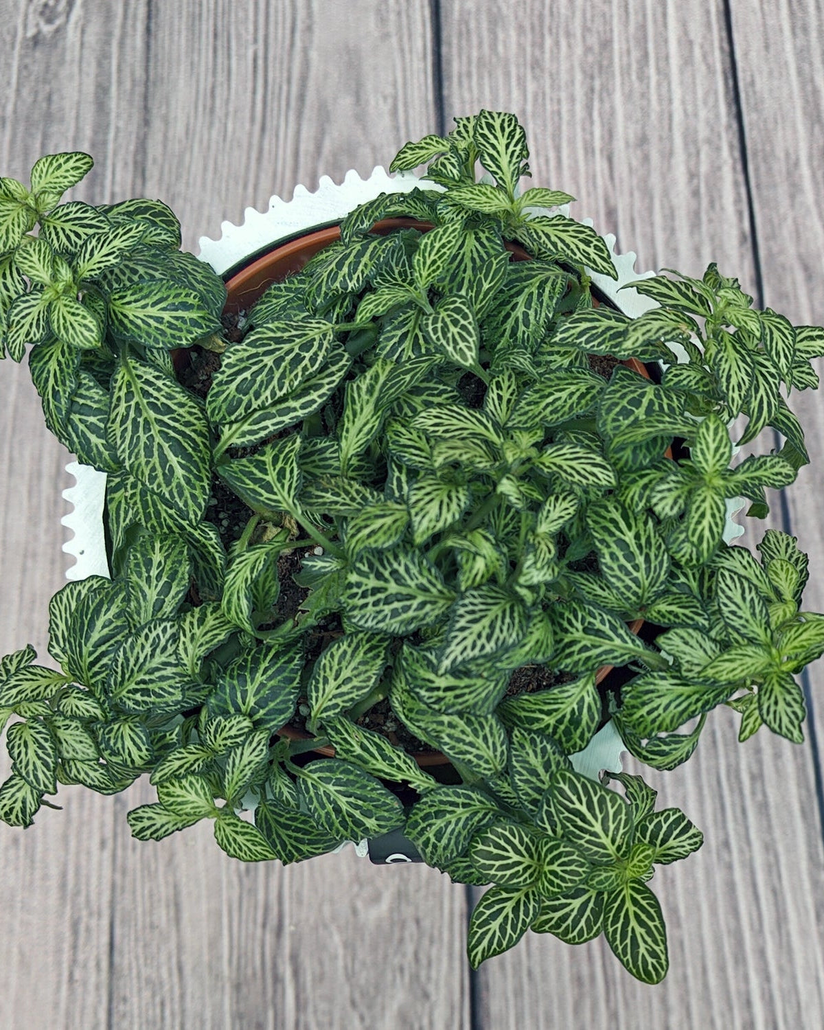 Nerve Plant (Fittonia albivenis) Mixed Colors | 10 - 15 cm - Acacia Garden Center