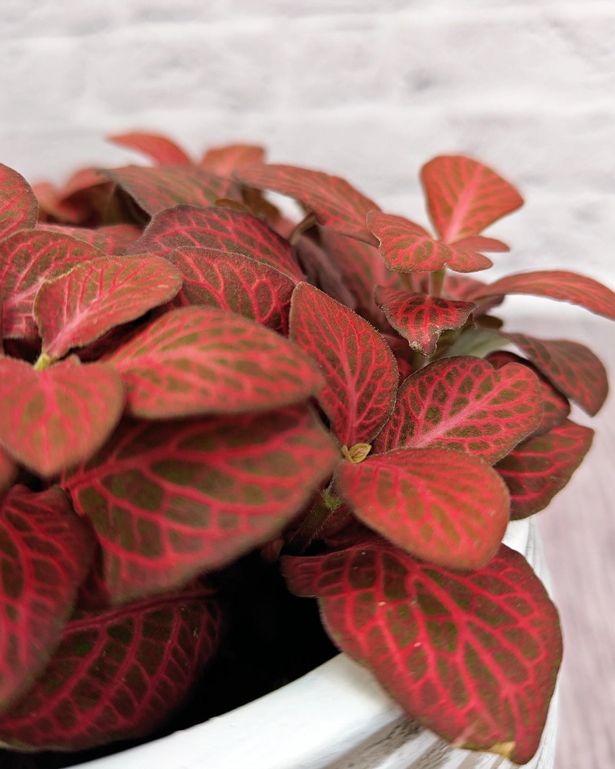 Nerve Plant (Fittonia albivenis) Mixed Colors | 10 - 15 cm - Acacia Garden Center