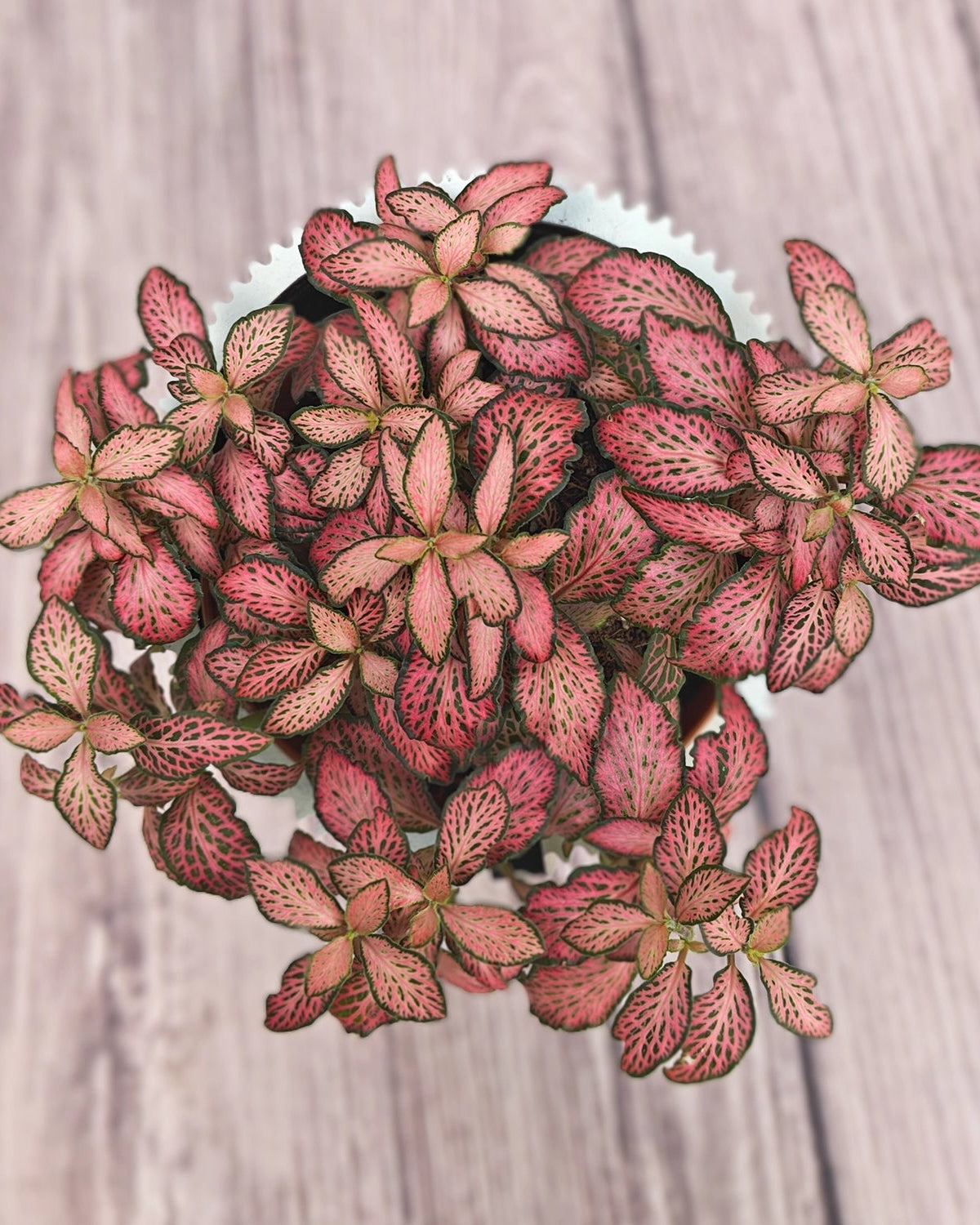 Nerve Plant (Fittonia albivenis) Mixed Colors | 10 - 15 cm - Acacia Garden Center