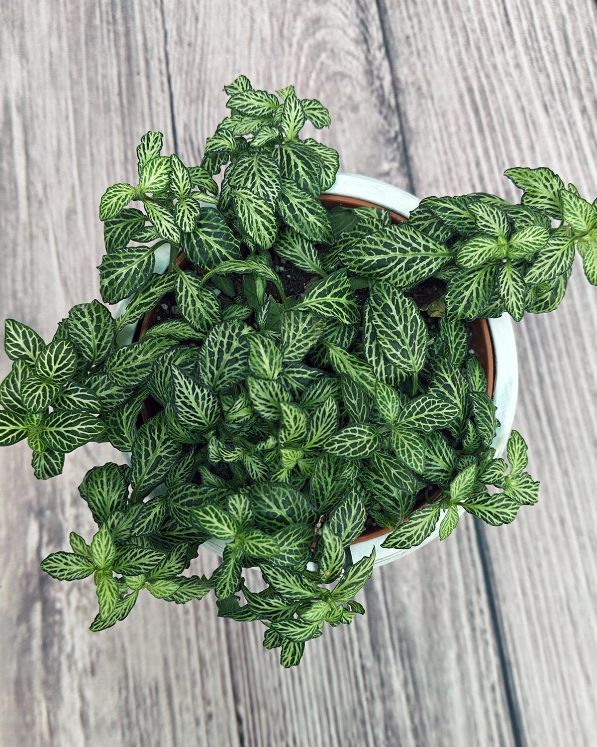 Nerve Plant (Fittonia albivenis) Mixed Colors | 10 - 15 cm - Acacia Garden Center