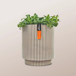 Nerve Plant (Fittonia albivenis) Mixed Colors | 10 - 15 cm - Acacia Garden Center