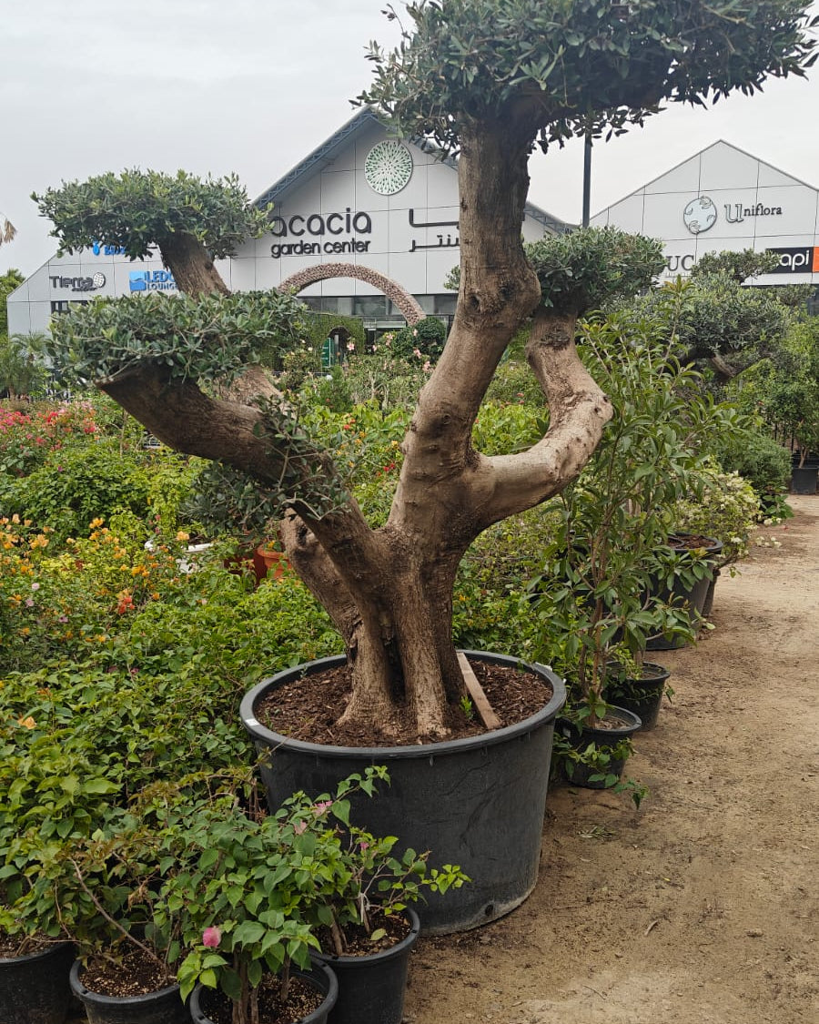 Olive Tree Bonsai (Olea europaea) | Specimen, 1.5–2.0 m, 70–80 cm Girth - Acacia Garden Center