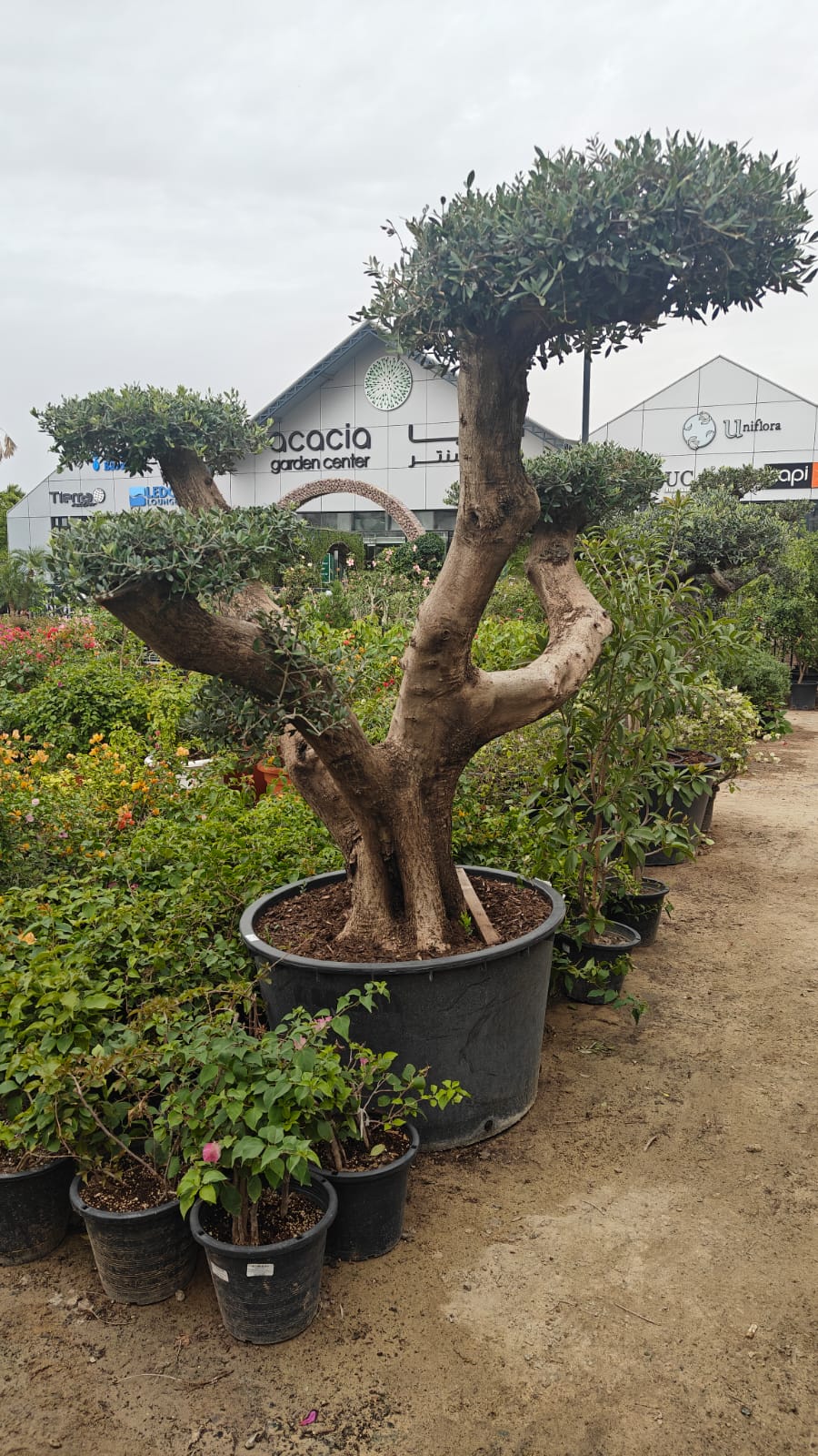 Olive Tree Bonsai (Olea europaea) | Specimen, 1.5–2.0 m, 70–80 cm Girth - Acacia Garden Center