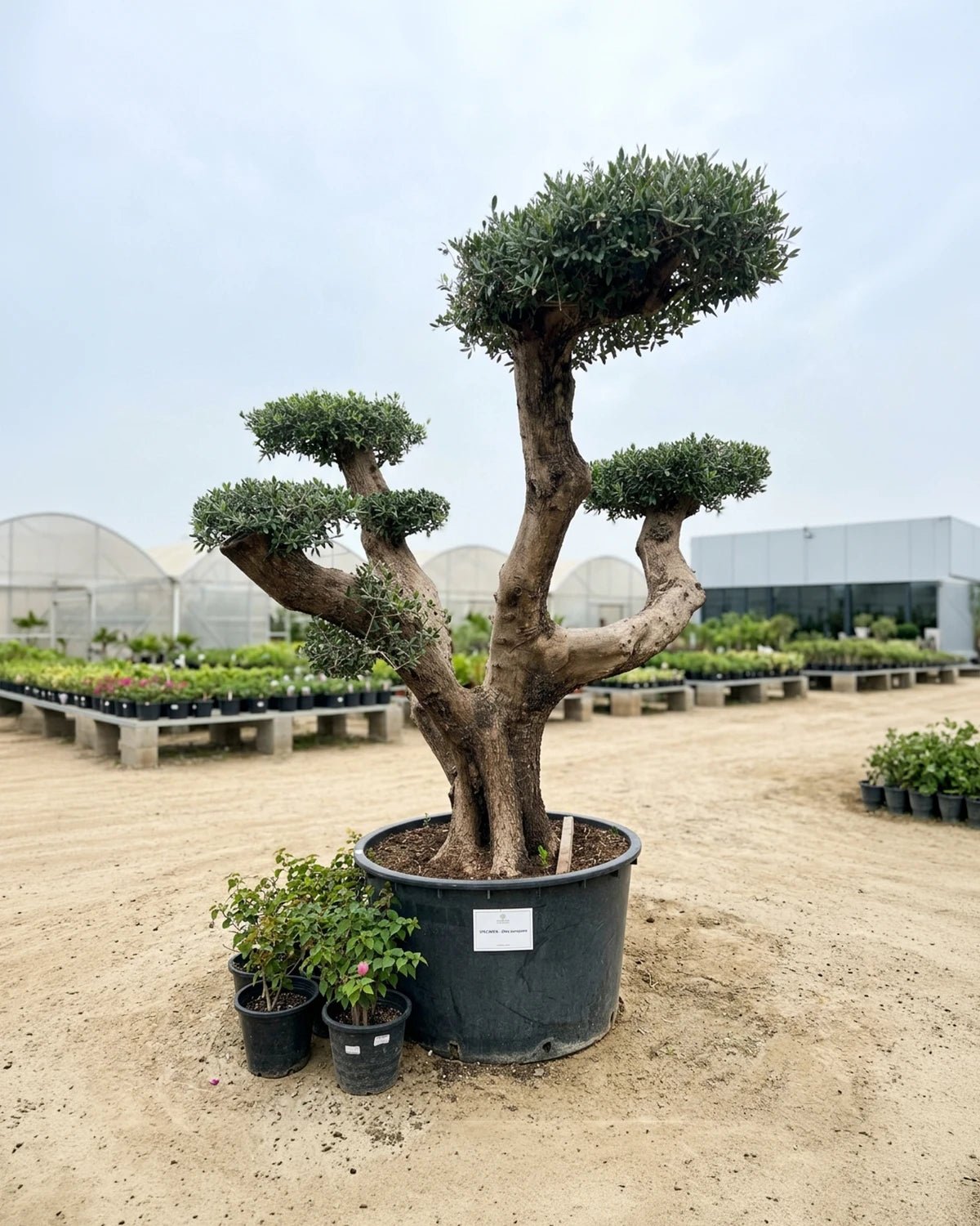 Olive Tree Bonsai (Olea europaea) | Specimen, 1.5–2.0 m, 70–80 cm Girth - Acacia Garden Center