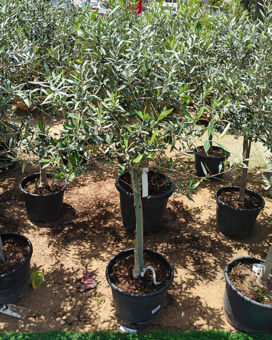 Olive Tree (Olea Europaea) - 1.0 to 1.5M Height - Acacia Garden Center