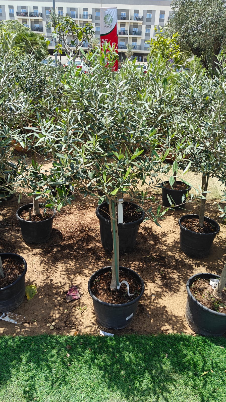Olive Tree (Olea Europaea) - 1.0 to 1.5M Height - Acacia Garden Center