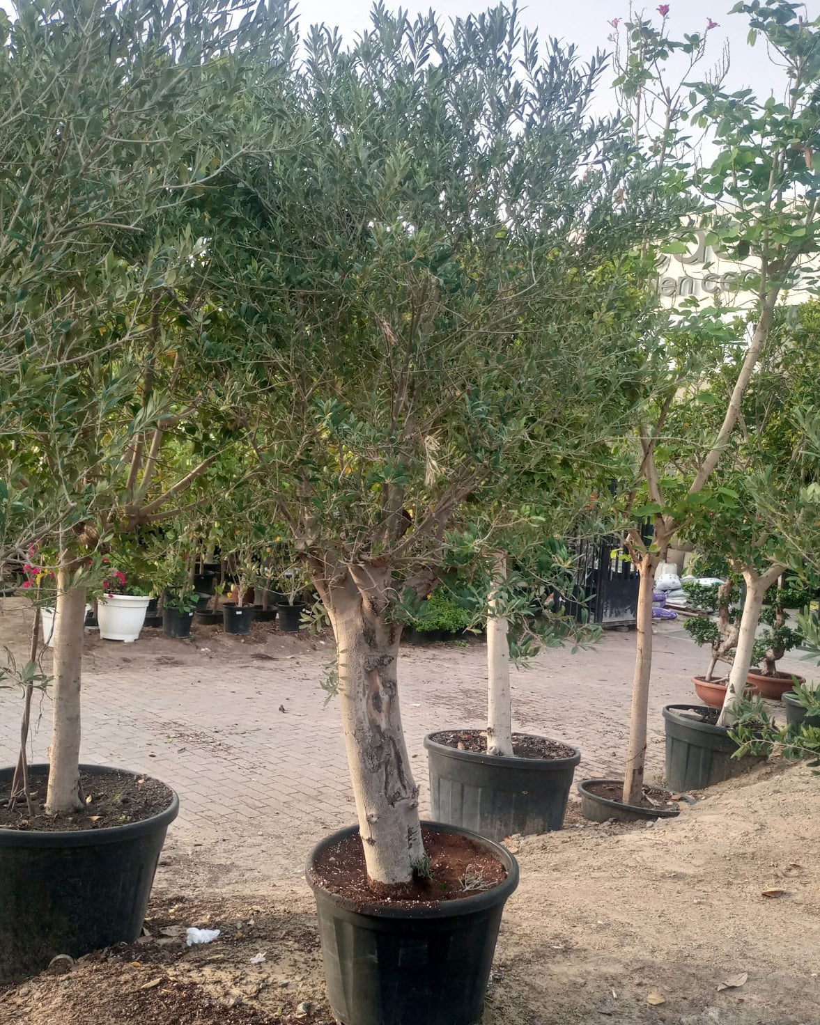 Olive Tree (Olea europaea) | 1.2 - 1.5 m | Girth: 40 - 50 cm - Acacia Garden Center