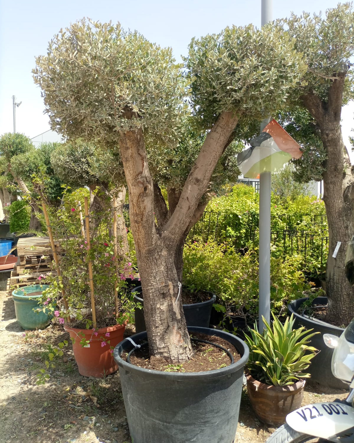 Olive Tree (Olea europaea) - Acacia Garden Center