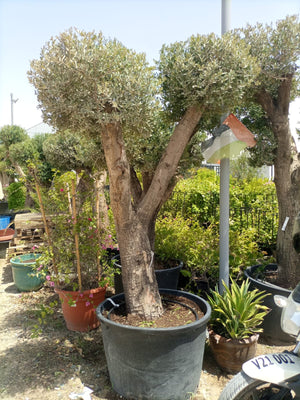 Olive Tree (Olea europaea) - Acacia Garden Center