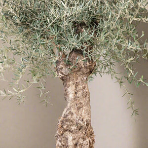 Olive Tree (Olea europaea) - Acacia Garden Center