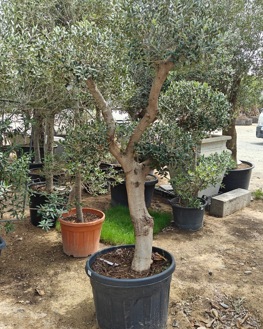 Olive Tree (Olea Europaea) - 1.5M Height | 40 - 50cm Girth - Acacia Garden Center
